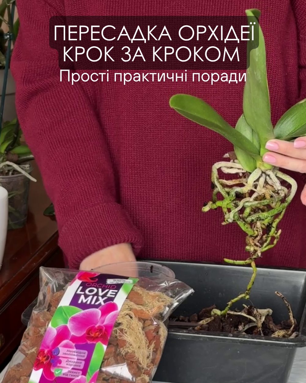 Пересадка орхідей крок за кроком — порадник від «Гілея»