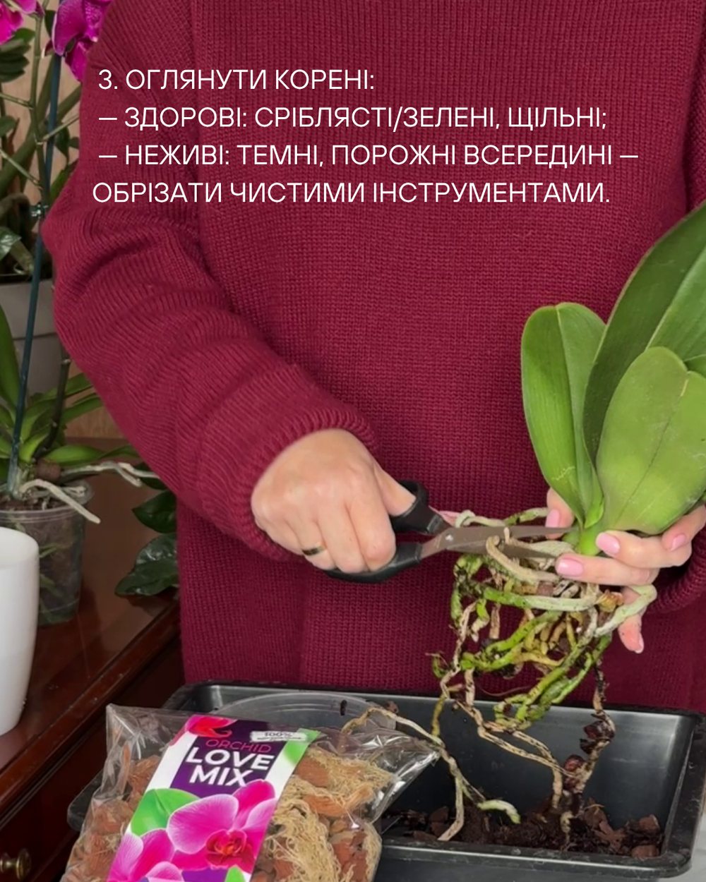 Крок 2 — огляд коріння орхідеї