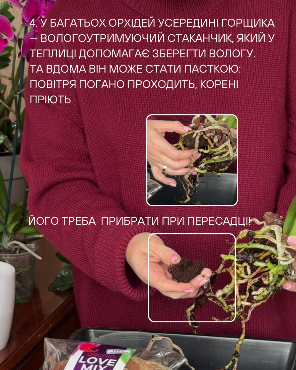 Обрізання гнилих коренів та обробка зрізів