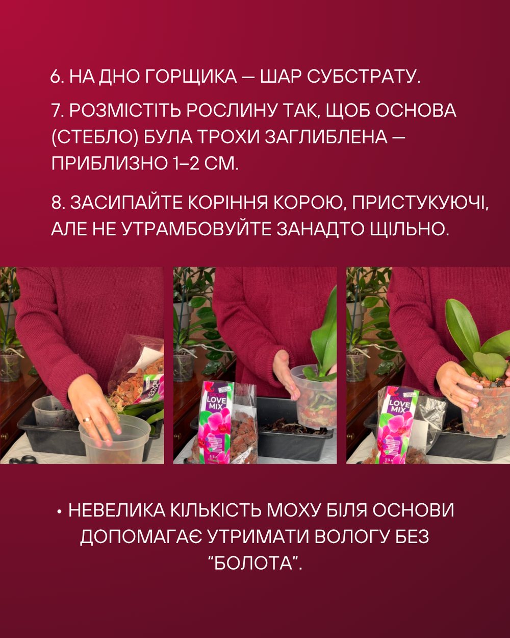 Перші дні після пересадки орхідеї